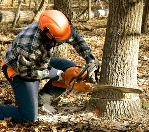 Tree Removal in Kennebunkport, ME